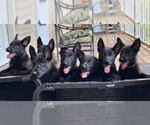 Small #30 German Shepherd Dog