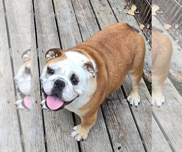 Medium Photo #8 Bulldog Puppy For Sale in Alexander, AR, USA