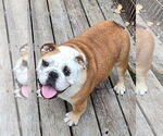 Small #7 Bulldog