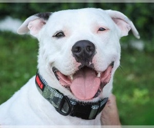 Dek - Male American Pit Bull Terrier-Unknown Mix Dog for Adoption - Photo #3