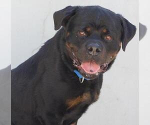 Rottweiler Dogs for adoption in Tracy, CA, USA