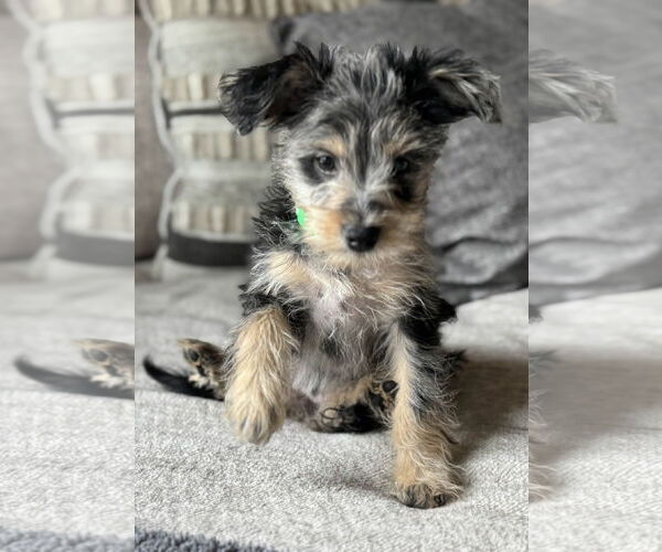 Medium Photo #2 Mutt Puppy For Sale in Fort Worth, TX, USA