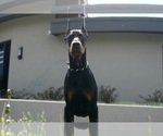 Small #4 Doberman Pinscher