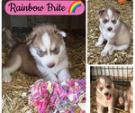 Image preview for Ad Listing. Nickname: Rainbow Brite