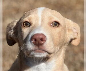 Labrador Retriever-Unknown Mix Dogs for adoption in Canton, CT, USA