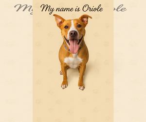 Oriole - Male American Staffordshire Terrier-Labrador Retriever Mix Dog for Adoption - Photo #2