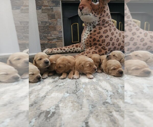 Medium Photo #7 English Cream Golden Retriever Puppy For Sale in SACRAMENTO, CA, USA
