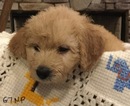 Small Photo #5 Goldendoodle Puppy For Sale in EAST ELLIJAY, GA, USA