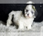 Puppy AKC Mr Patch Poodle (Toy)