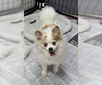 Small #1 Pomeranian