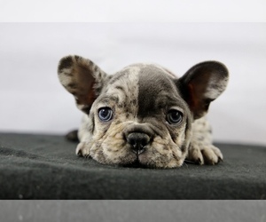 French Bulldog Puppy for sale in BROOKLYN, NY, USA