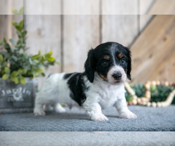 Medium Photo #7 Dachshund Puppy For Sale in GREENWICH, OH, USA