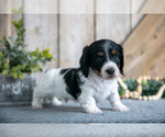 Small #2 Dachshund