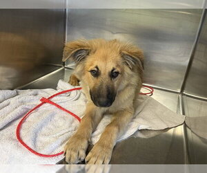 German Shepherd Dog-Unknown Mix Dogs for adoption in Grand Prairie, TX, USA