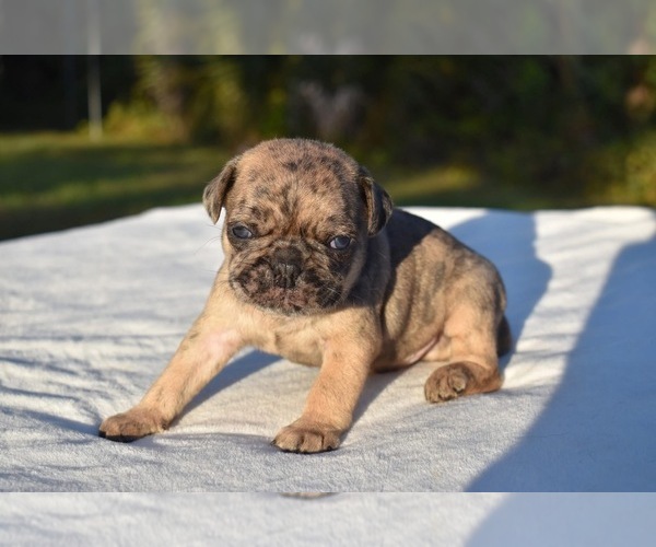 Medium Photo #5 Pug Puppy For Sale in PALM COAST, FL, USA