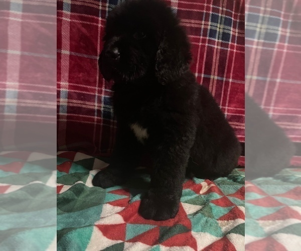 Medium Photo #7 Newfoundland Puppy For Sale in AURORA, IN, USA