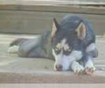 Small Photo #6 Siberian Husky Puppy For Sale in Pacific grove , CA, USA