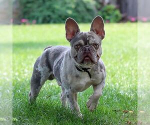 Father of the French Bulldog puppies born on 06/18/2025