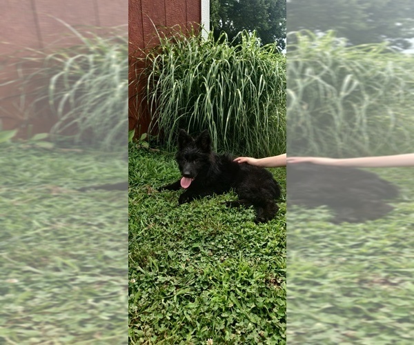 Medium Photo #5 German Shepherd Dog Puppy For Sale in COUCH, MO, USA