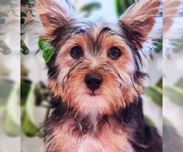 Medium Photo #3 Mutt Puppy For Sale in Tustin, CA, USA