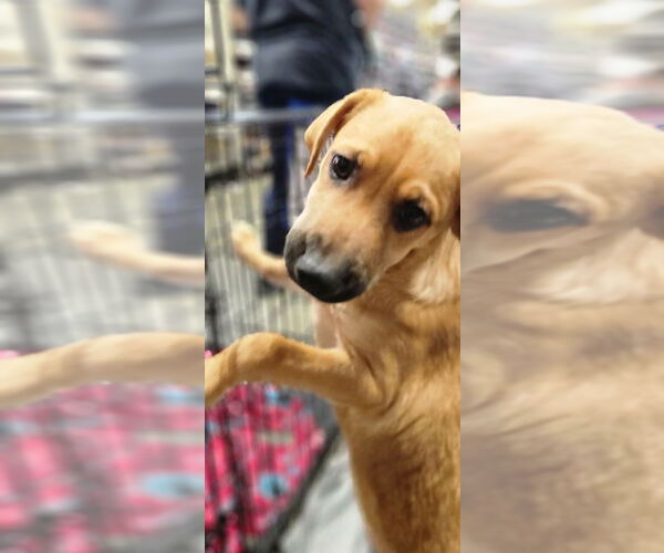 Medium Photo #4 German Shepherd Dog-Jack Russell Terrier Mix Puppy For Sale in Aurora, IN, USA