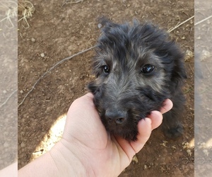 Goldendoodle Puppy for Sale in SNOWFLAKE, Arizona USA