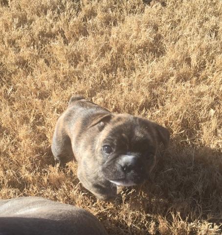 Medium Photo #1 French Bulldog Puppy For Sale in LUBBOCK, TX, USA