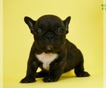 Small Photo #5 French Bulldog Puppy For Sale in NAPPANEE, IN, USA
