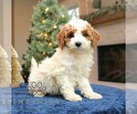 Small #3 Goldendoodle (Miniature)