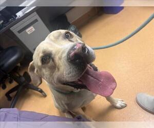 Medium Labrador Retriever Mix