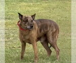 SUNNY - Male Mutt Dog for Adoption - Small photo
