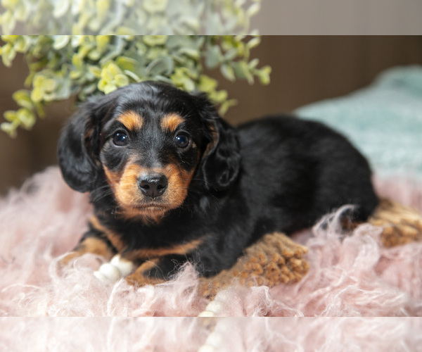Medium Photo #3 Dachshund Puppy For Sale in MILLERSBURG, OH, USA