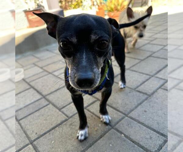 Medium Photo #2 Chihuahua-Unknown Mix Puppy For Sale in Alameda, CA, USA