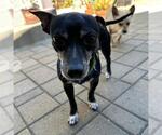Small #1 Chihuahua Mix