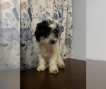 Small #28 Cavapoo-Poodle (Miniature) Mix