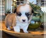 Small Photo #7 Pembroke Welsh Corgi Puppy For Sale in WEATHERFORD, TX, USA