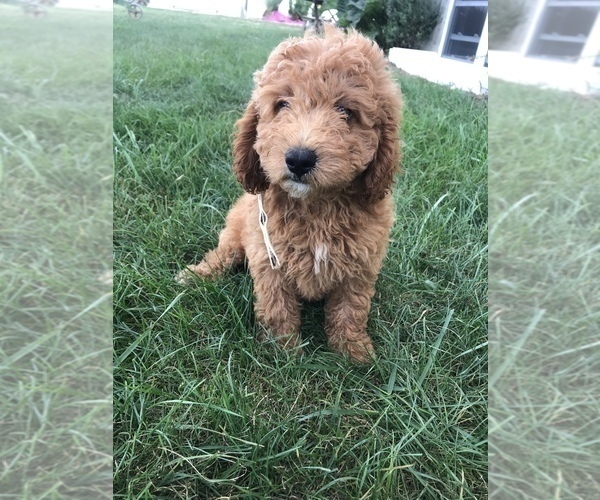 Medium Photo #1 Labradoodle-Poodle (Miniature) Mix Puppy For Sale in BOWLING GREEN, KY, USA