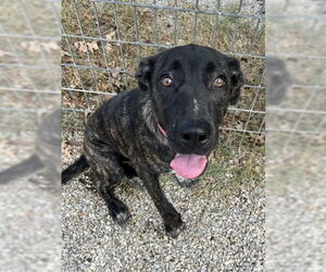Great Dane-Labrador Retriever Mix Dogs for adoption in Oak Bluffs, MA, USA