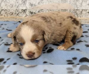 Miniature Australian Shepherd Puppy for sale in LUFKIN, TX, USA