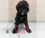 Small Photo #5 Bernedoodle Puppy For Sale in CLARE, IL, USA