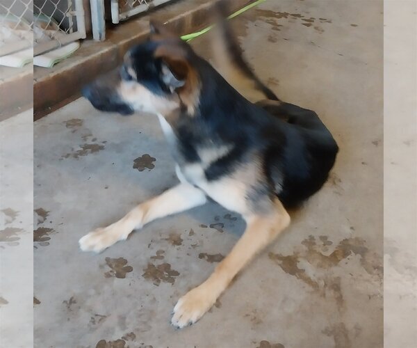 Medium Photo #1 German Shepherd Dog Puppy For Sale in Albany, OR, USA