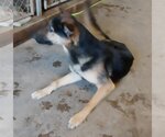Small Photo #2 German Shepherd Dog Puppy For Sale in Albany, OR, USA