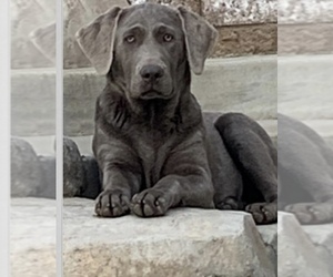 Father of the Labrador Retriever puppies born on 06/16/2025