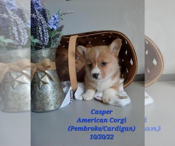Medium Photo #1 Pembroke Welsh Corgi Puppy For Sale in SHIPSHEWANA, IN, USA