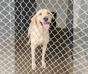 Anatolian Shepherd-Labrador Retriever Mix Dogs for adoption in Maryville, TN, USA