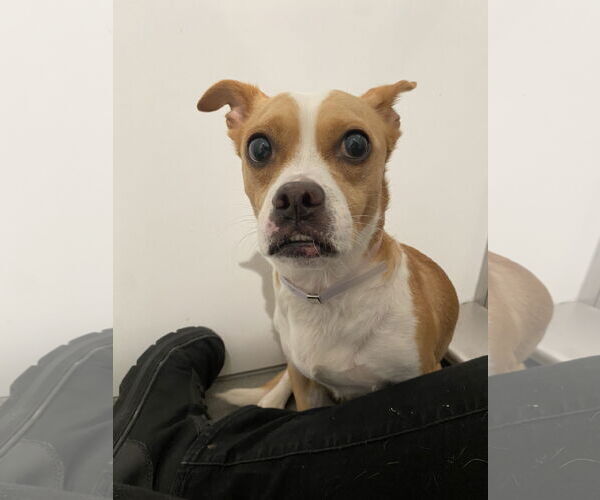 Medium Photo #10 Chiweenie Puppy For Sale in San Francisco, CA, USA