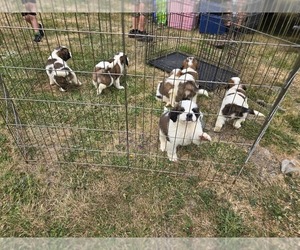 Saint Bernard Puppy for Sale in RAINIER, Oregon USA