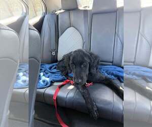 Labrador Retriever-Unknown Mix Dogs for adoption in Woodbury, NY, USA