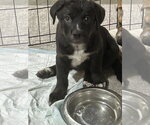 Small Mutt