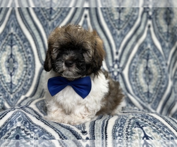 Medium Photo #1 Lhasa-Poo Puppy For Sale in LAKELAND, FL, USA